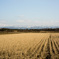 DSC03625-1