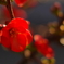木瓜