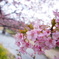 河津桜