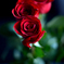 誕生日には薔薇を....