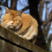 冬空に冬毛の猫