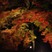 宵闇の紅葉