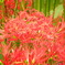 曼珠沙華・赤