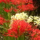 曼珠沙華・紅白