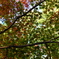 葛西臨海公園紅葉