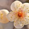 Hello! Spring is coming soon!