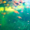 金魚