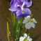 IMGP6628