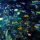 SEA OF LOVE