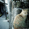 江ノ島ねこ
