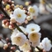 北野天満宮の梅花