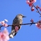 河津桜とヒヨドリ