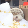 ハリネズミは見た!