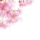光の中のさくら