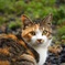 雨上がり猫