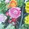 English rose