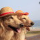 麦わら犬海賊団