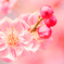 花とつぼみ