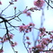 雨のち桜模様