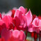 Flowers of Cyclamen.