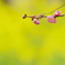 梅の花