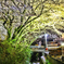 国道沿いに桜