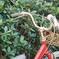 赤い自転車