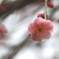 北野天満宮の梅