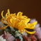 菊