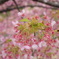 河津桜2