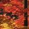 -宝福寺紅葉-1