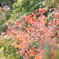 紅葉。