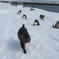 陸奥湾の野良猫