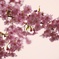 河津桜