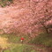 河津桜