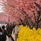 河津桜