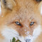 WILD FOX
