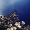 青空と今年の梅