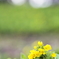 Harmony　～春待花～