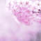 雪割り桜１