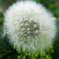 たんぽぽ
