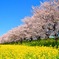 The Sakura 。
