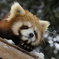 レッサーパンダ