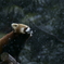 レッサーパンダ