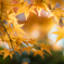 京都　紅葉③