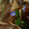 路傍の花　オオイヌノフグリ