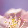 まつだ桜まつり
