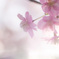 河津桜