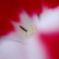 春の粧