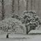 ある雪の日